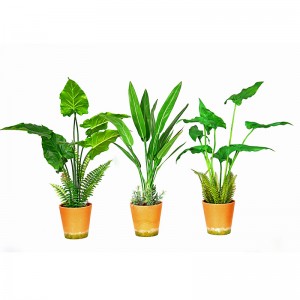 Hot Male Factory Direct Supply Green Indoor Outdoor Home Koristele Potted Green Plant