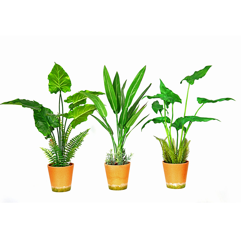 Hot Male Factory Direct Supply Green Indoor Outdoor Home Koristele Potted Green Plant